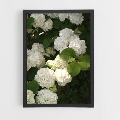 ap-hydrangea-13 cadre Noir