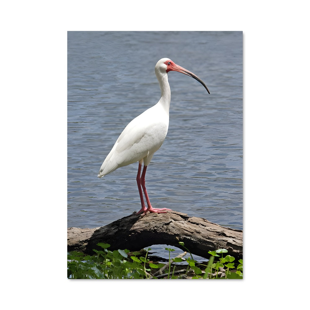 Poster Ibis Serein