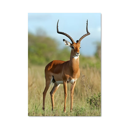 Poster Dans la Savane