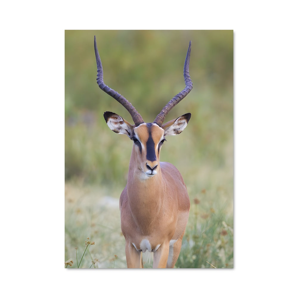 Poster Antilope Serengeti