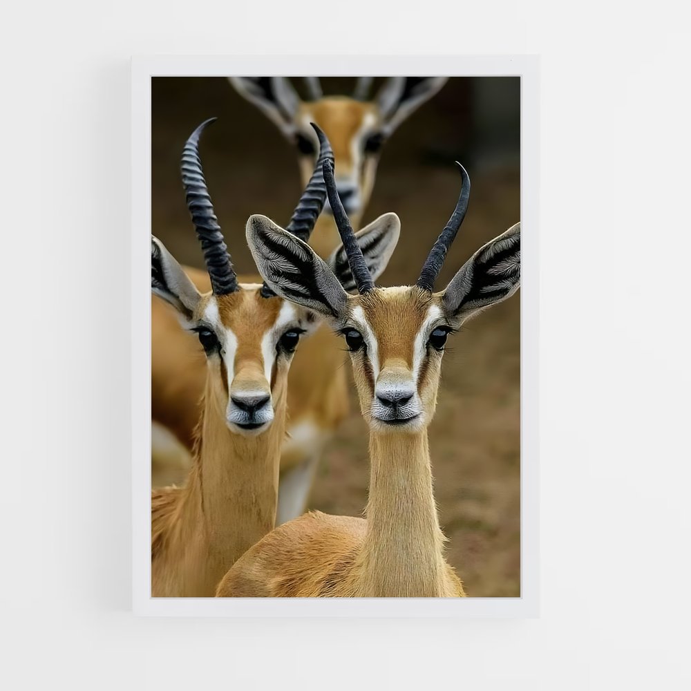 ap-impala-9 cadre Blanc
