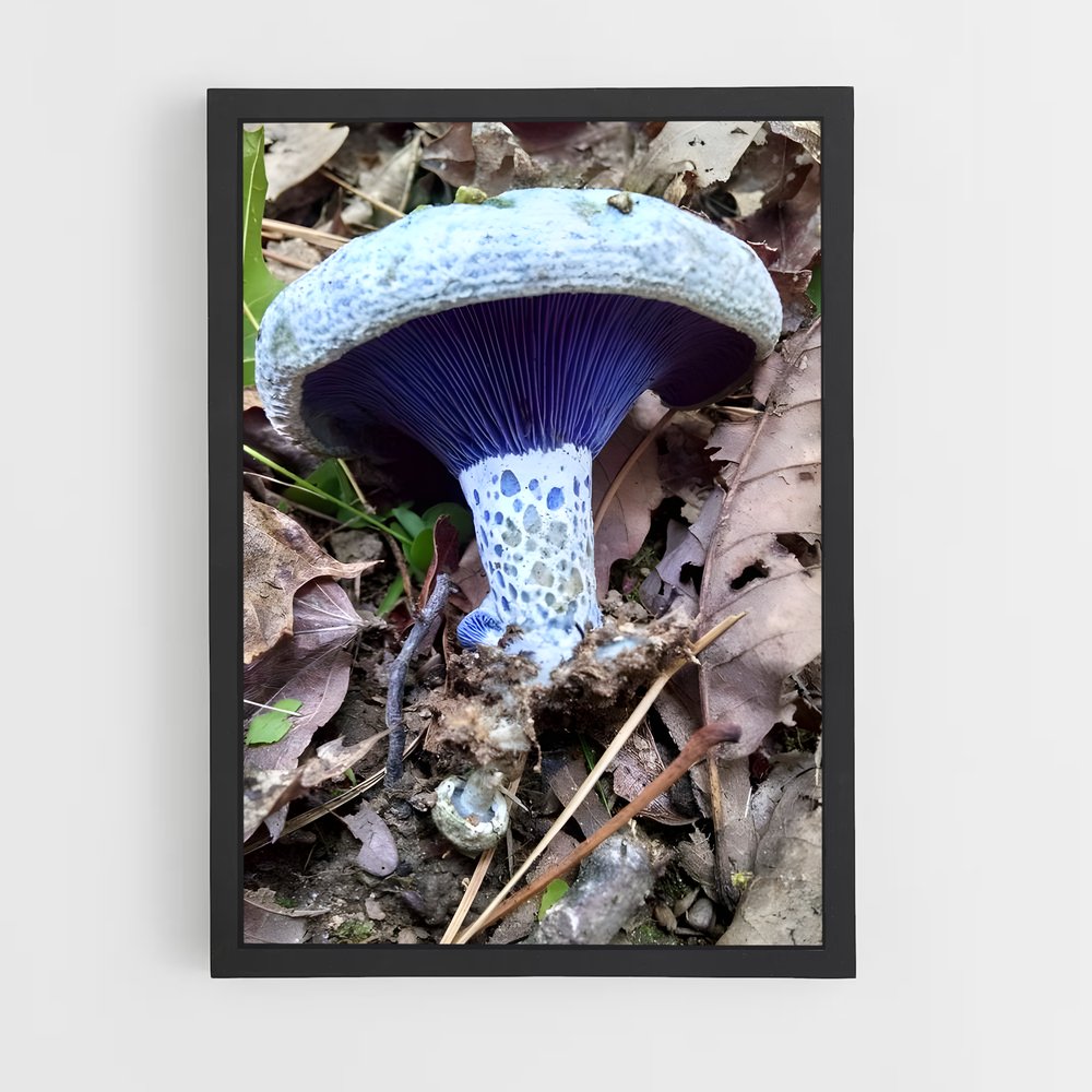 ap-indigo milk cap-1 cadre Noir
