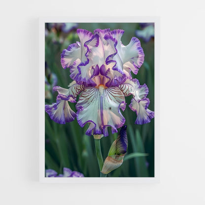 ap-iris-6 cadre Blanc