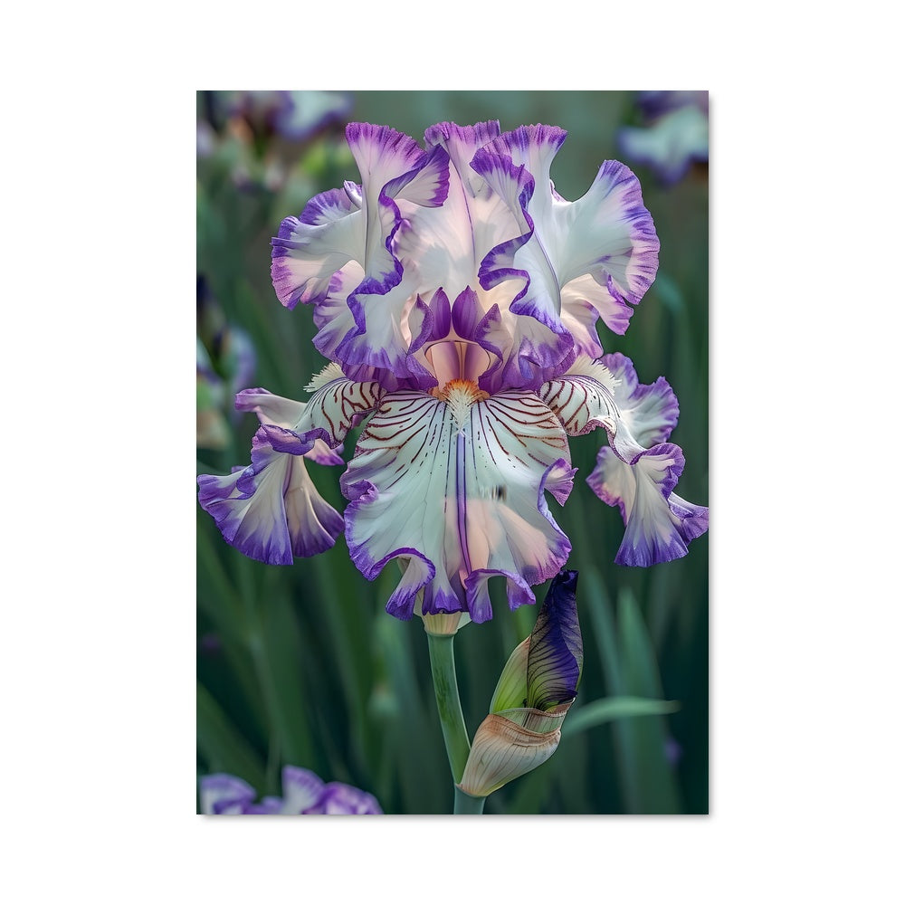 Poster Iris Épuré