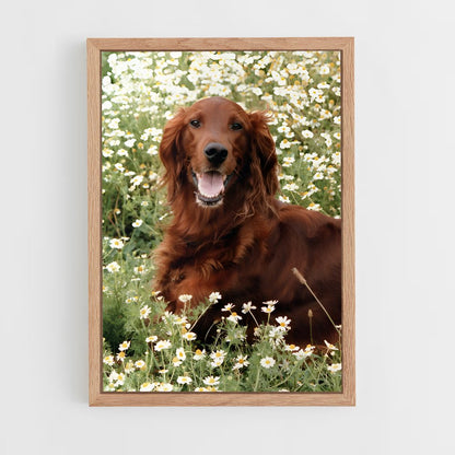 ap-irish setter-4 cadre Bois clair