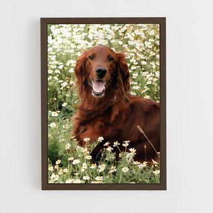 ap-irish setter-4 cadre Bois foncé