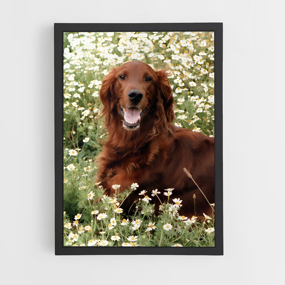 ap-irish setter-4 cadre Noir