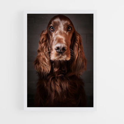 ap-irish setter-6 cadre Blanc