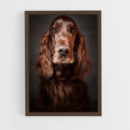 ap-irish setter-6 cadre Bois foncé