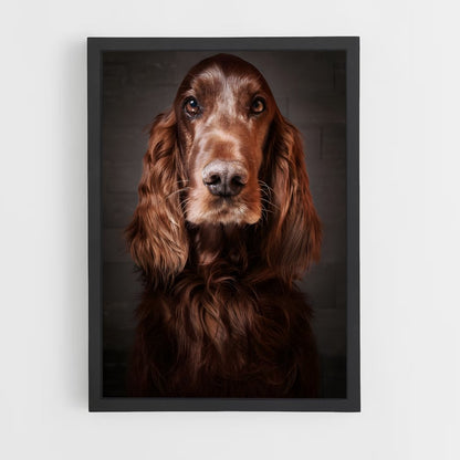ap-irish setter-6 cadre Noir