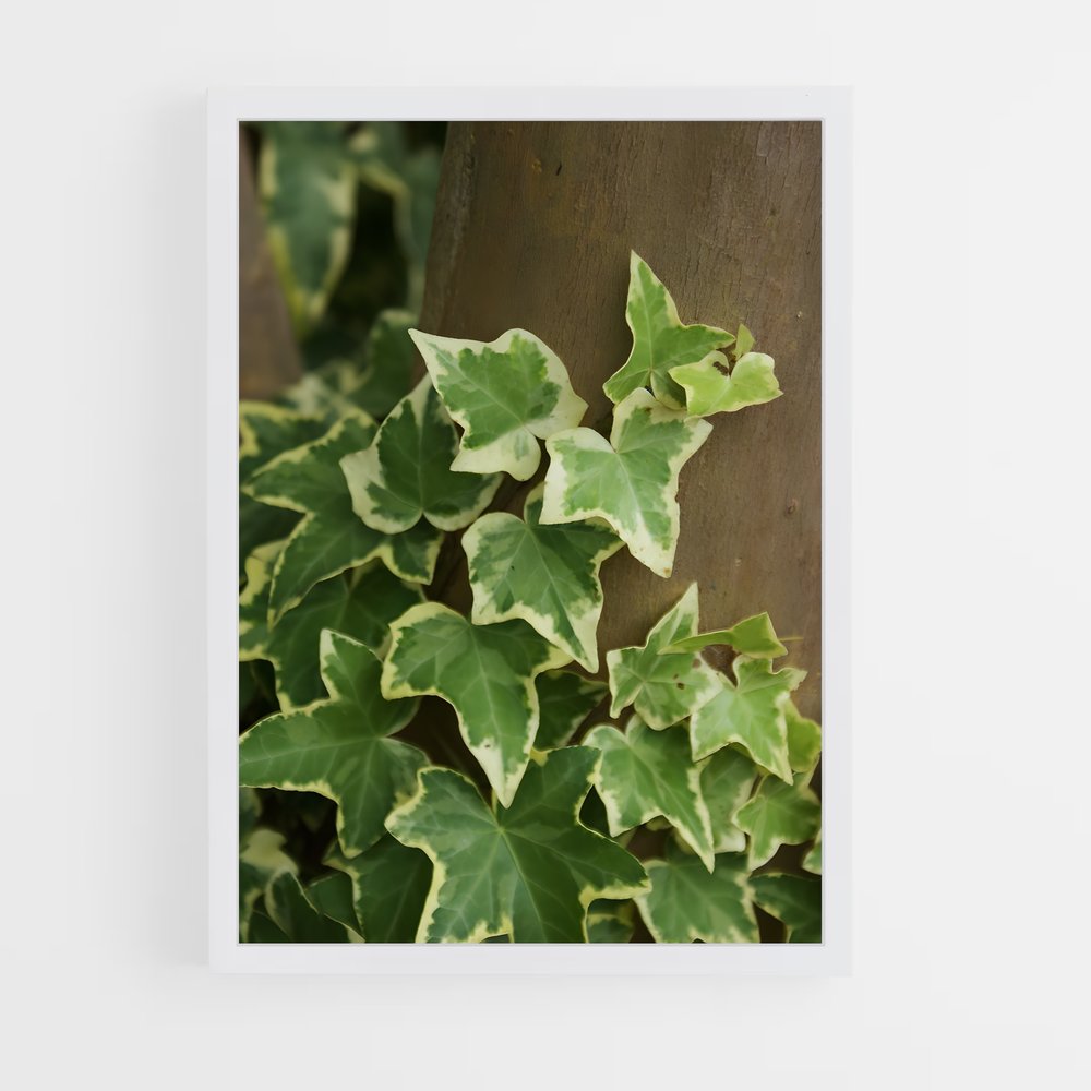 ap-ivy-3 cadre Blanc