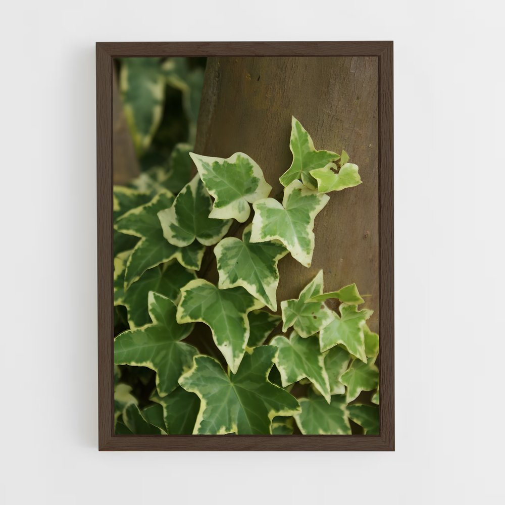 ap-ivy-3 cadre Bois foncé