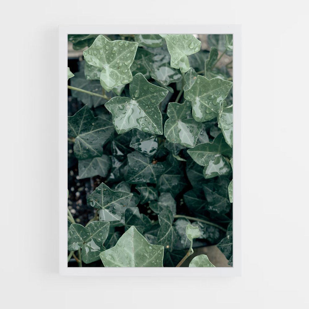 ap-ivy-4 cadre Blanc