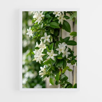 ap-jasmine-3 cadre Blanc