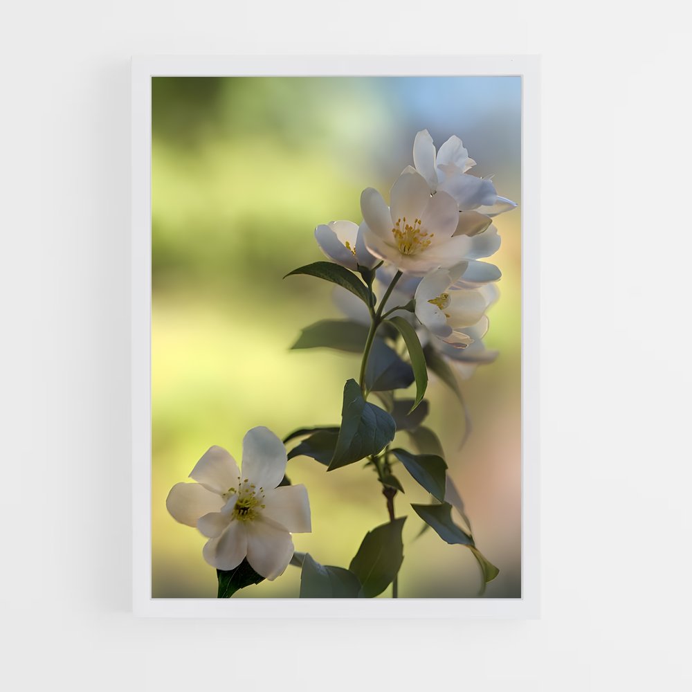 ap-jasmine-6 cadre Blanc