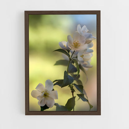 ap-jasmine-6 cadre Bois foncé