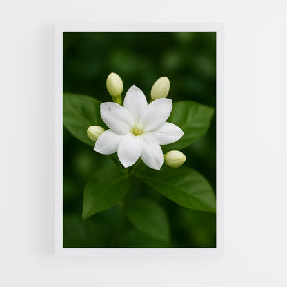 ap-jasmine-7 cadre Blanc