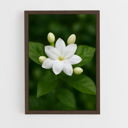 ap-jasmine-7 cadre Bois foncé