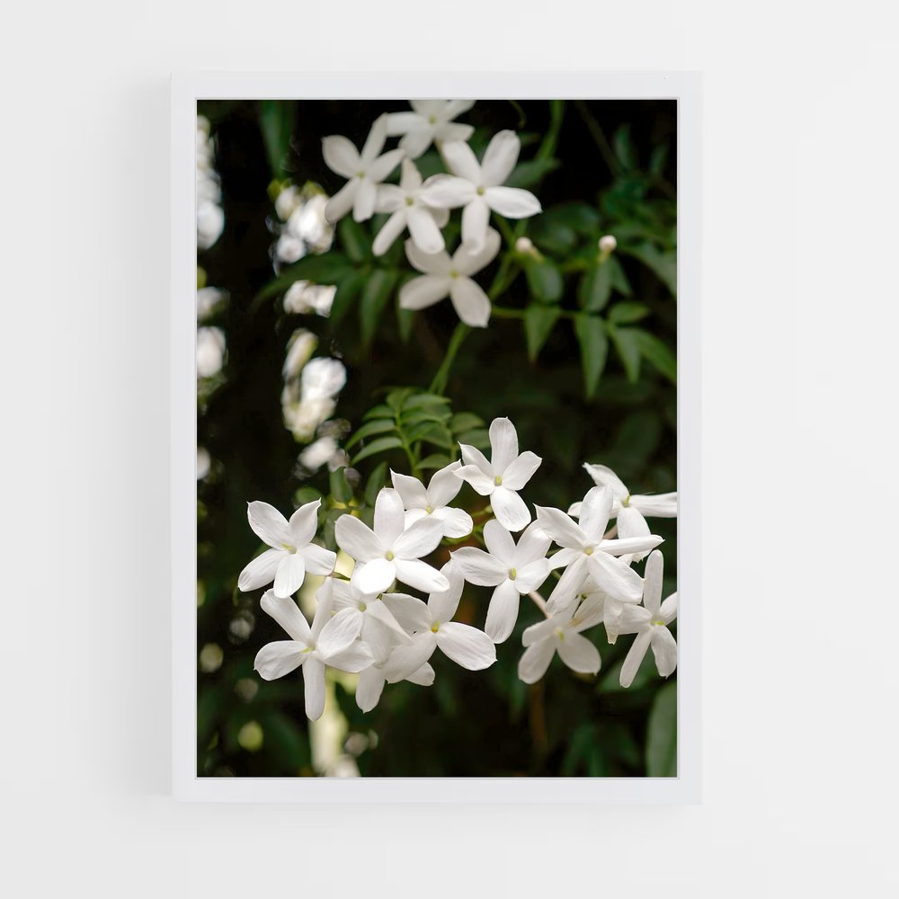 ap-jasmine-9 cadre Blanc