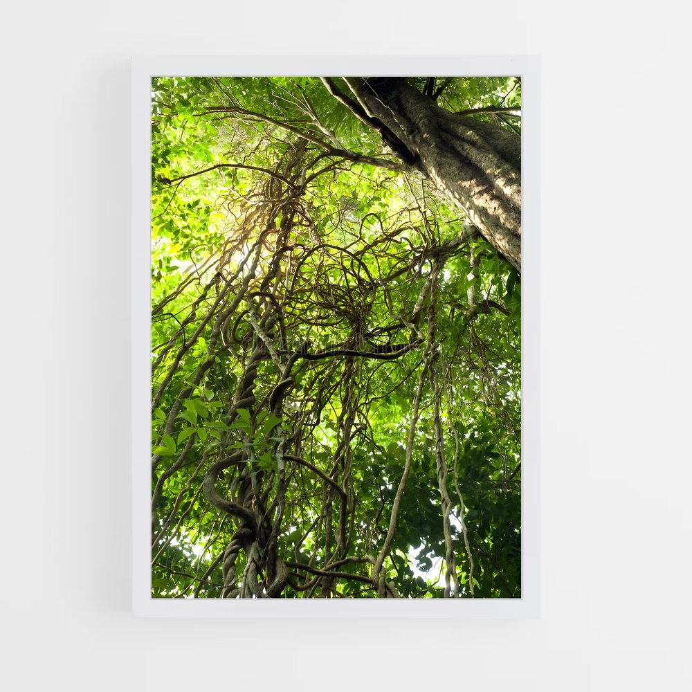 ap-jungle vine-1 cadre Blanc