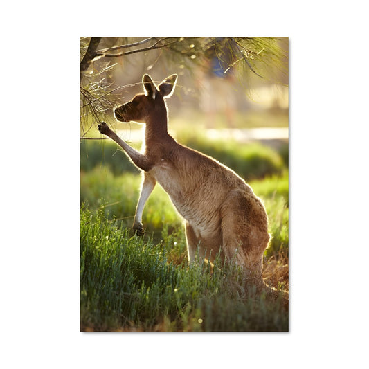 Poster Petit Kangourou Explorateur