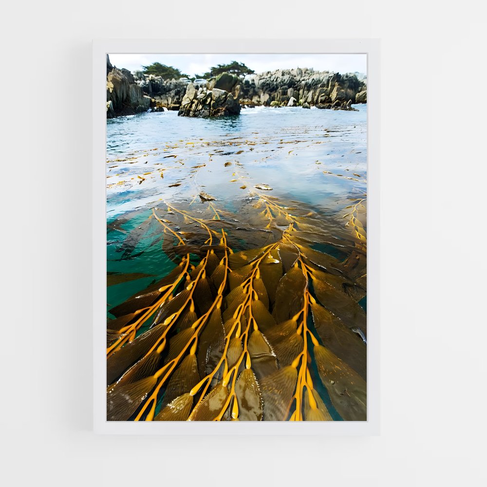 ap-kelp-1 cadre Blanc