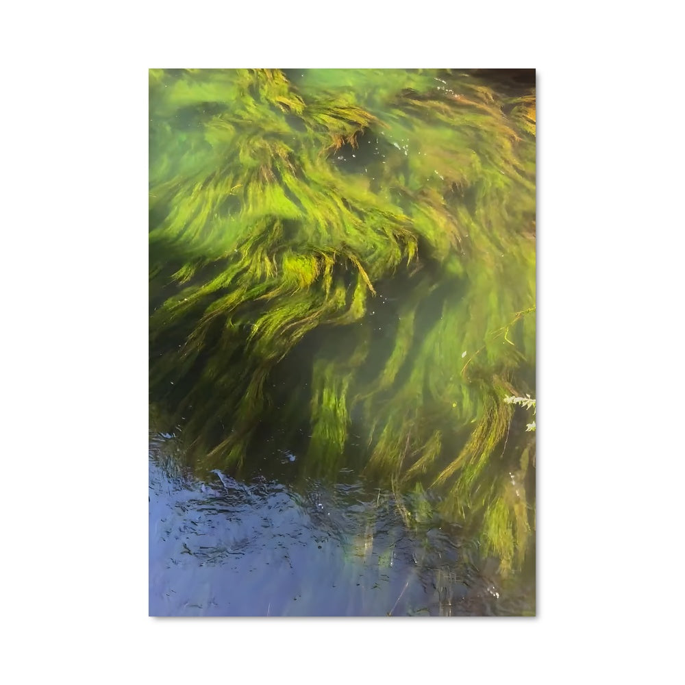 Poster Kelp 96261