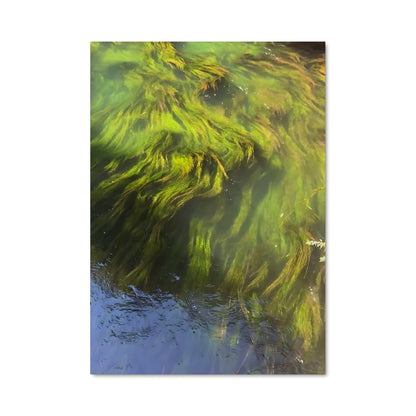 Poster Kelp 96261