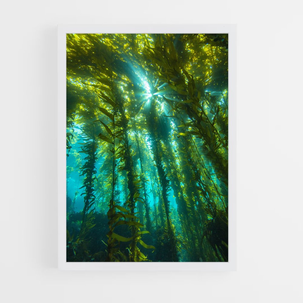 ap-kelp-3 cadre Blanc