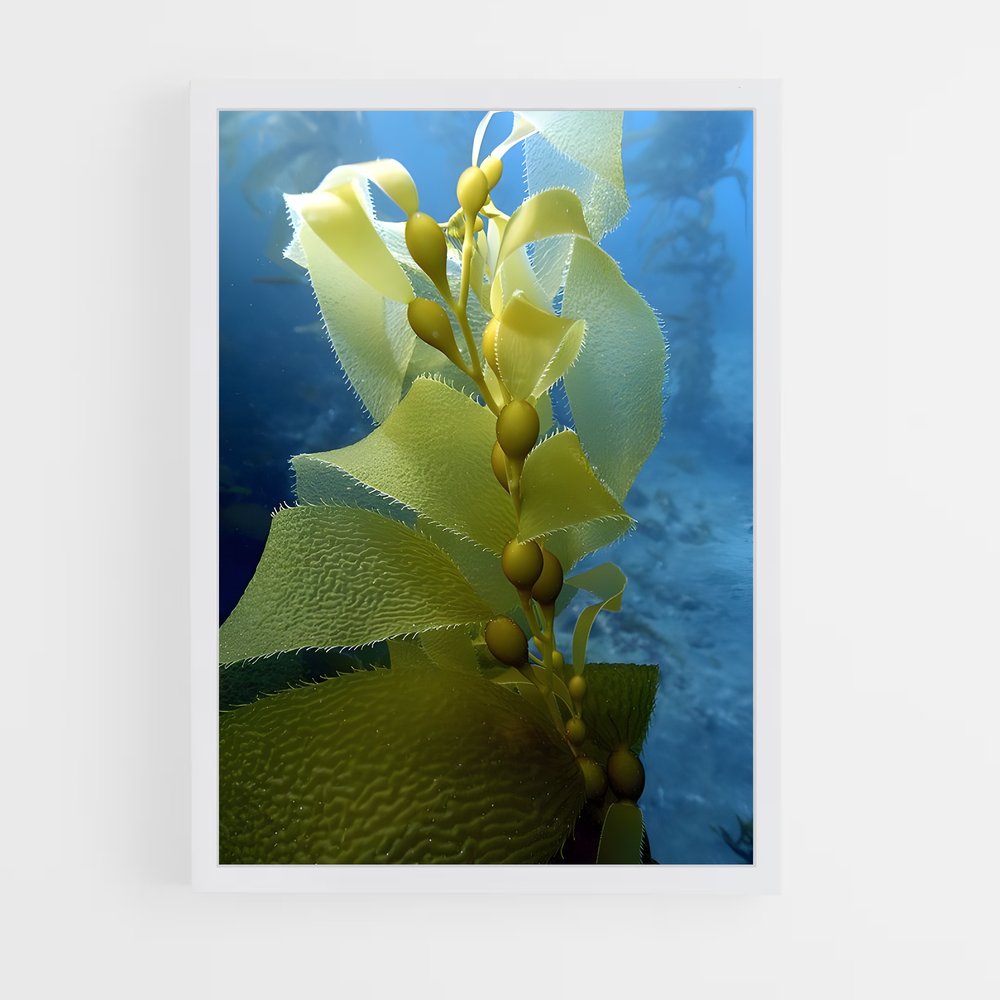 ap-kelp-4 cadre Blanc