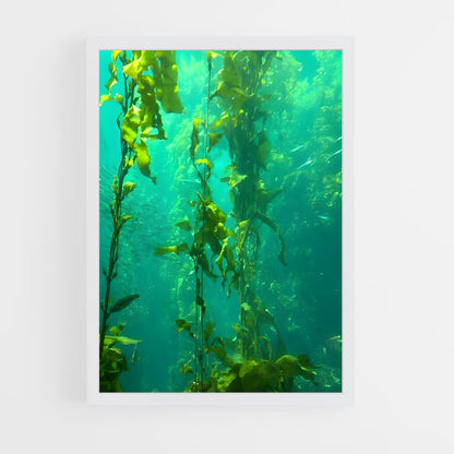 ap-kelp-5 cadre Blanc