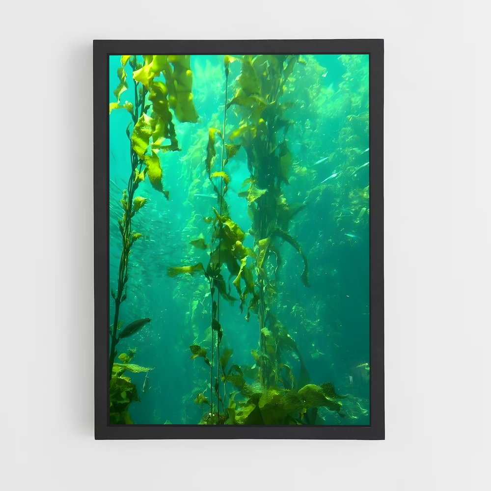 ap-kelp-5 cadre Noir