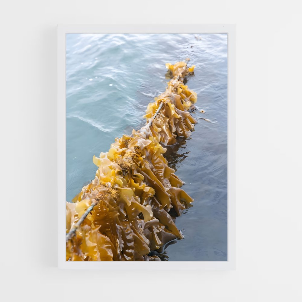 ap-kelp-6 cadre Blanc