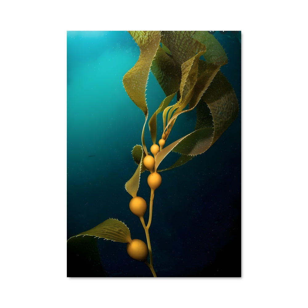 Poster Fruits des Profondeurs