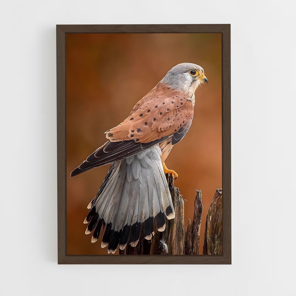 ap-kestrel-5 cadre Bois foncé