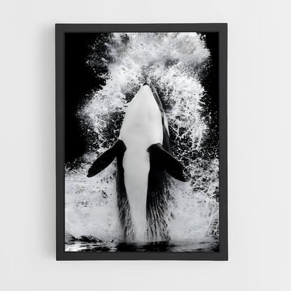 ap-killer whale-4 cadre Noir