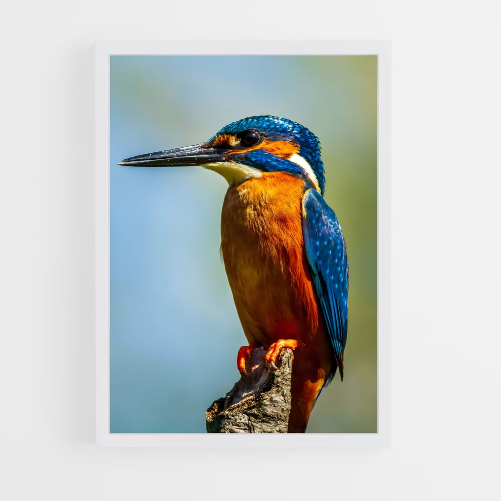 ap-kingfisher-6 cadre Blanc