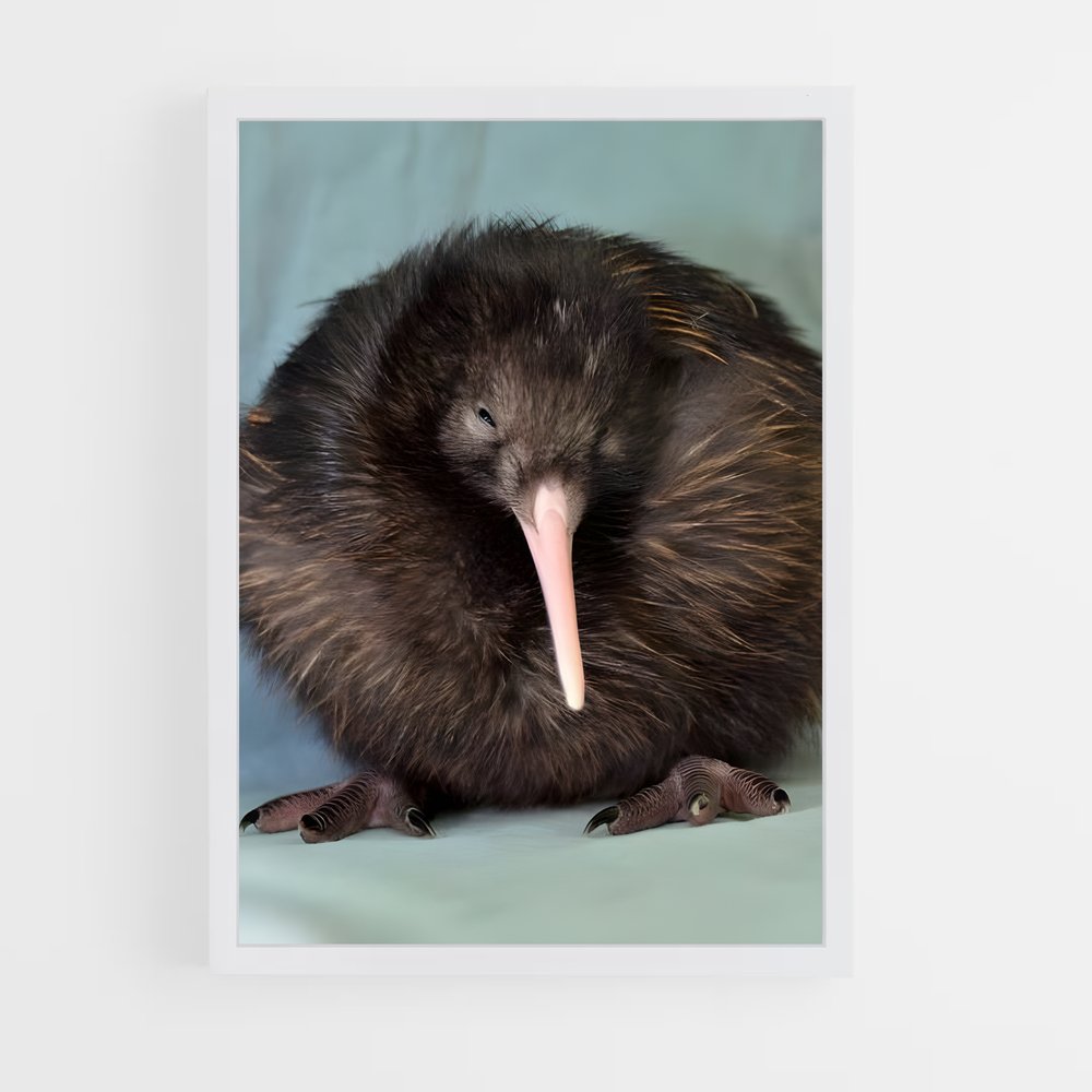 ap-kiwi-14 cadre Blanc
