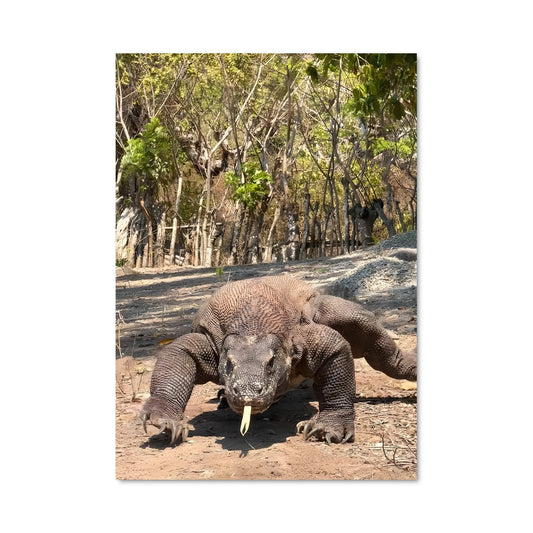 Poster Le Dragon de Komodo