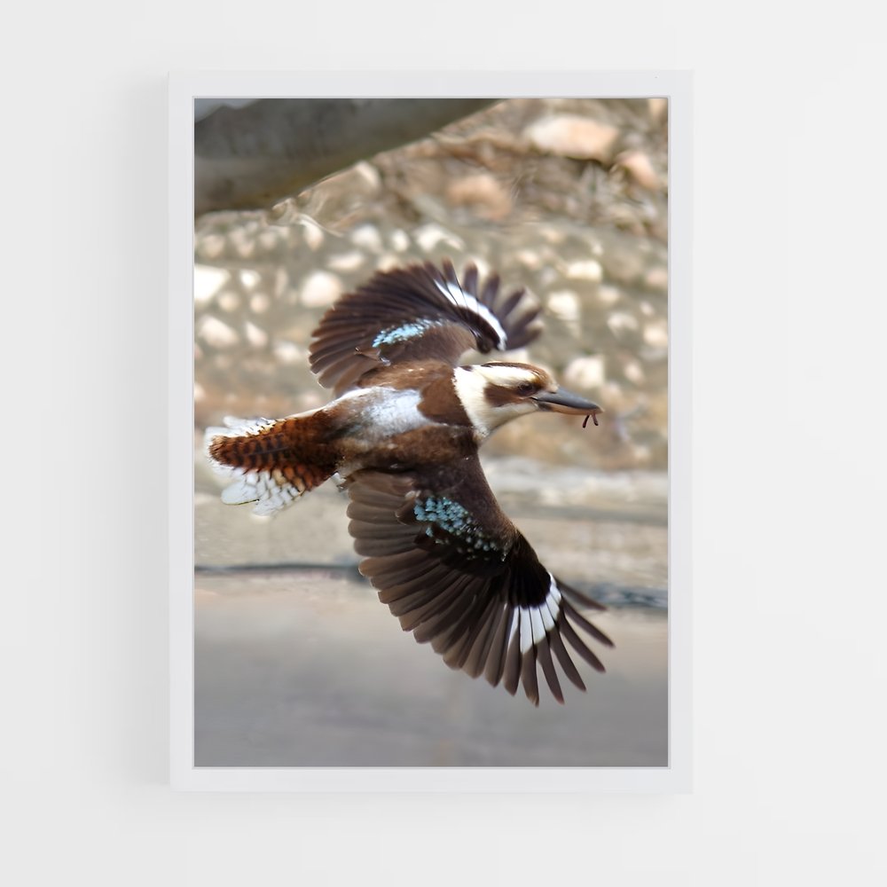 ap-kookaburra-2 cadre Blanc