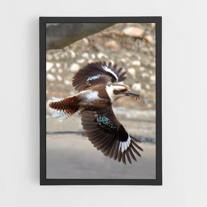 ap-kookaburra-2 cadre Noir