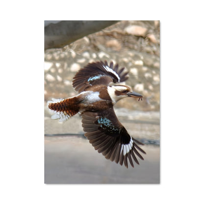 Poster L'Envol du Kookaburra