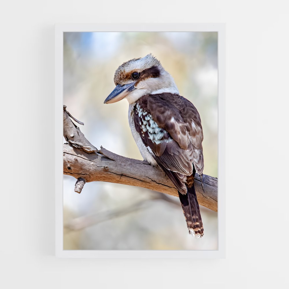 ap-kookaburra-6 cadre Blanc