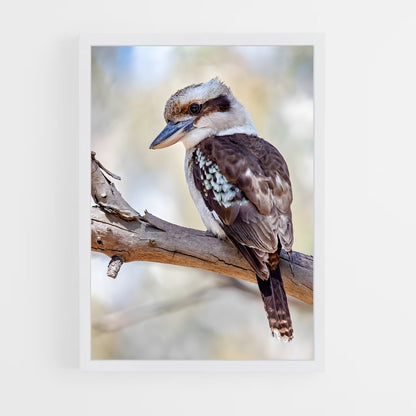 ap-kookaburra-6 cadre Blanc