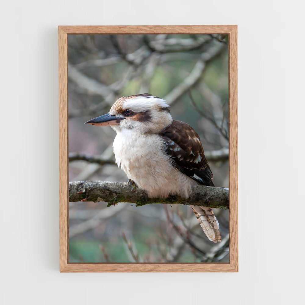 ap-kookaburra-8 cadre Bois clair
