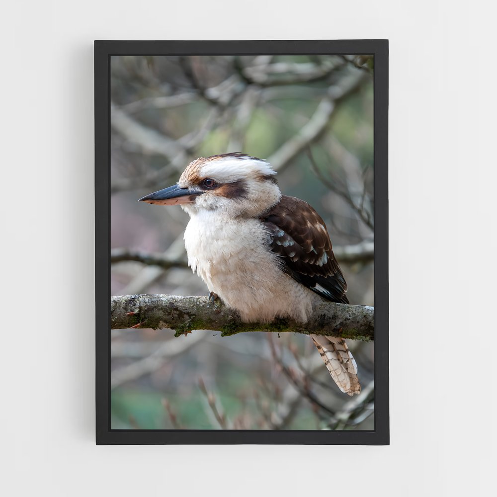 ap-kookaburra-8 cadre Noir