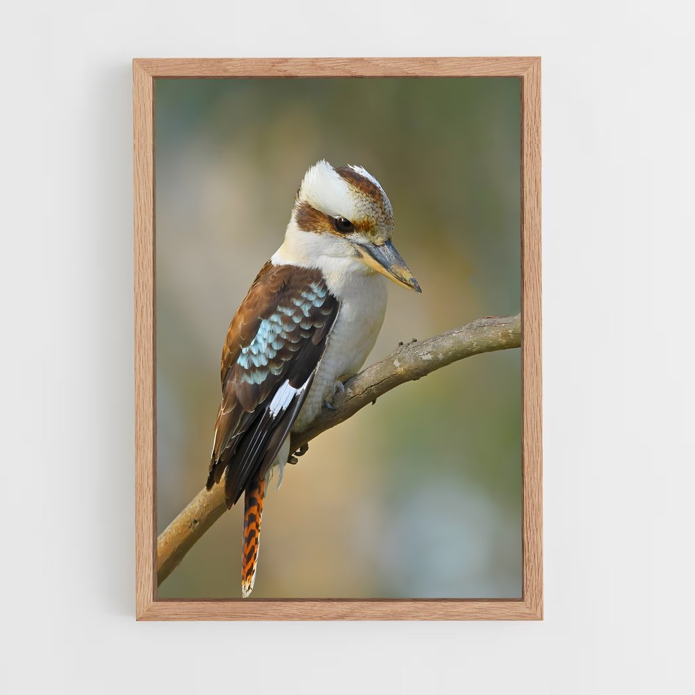 ap-kookaburra-9 cadre Bois clair
