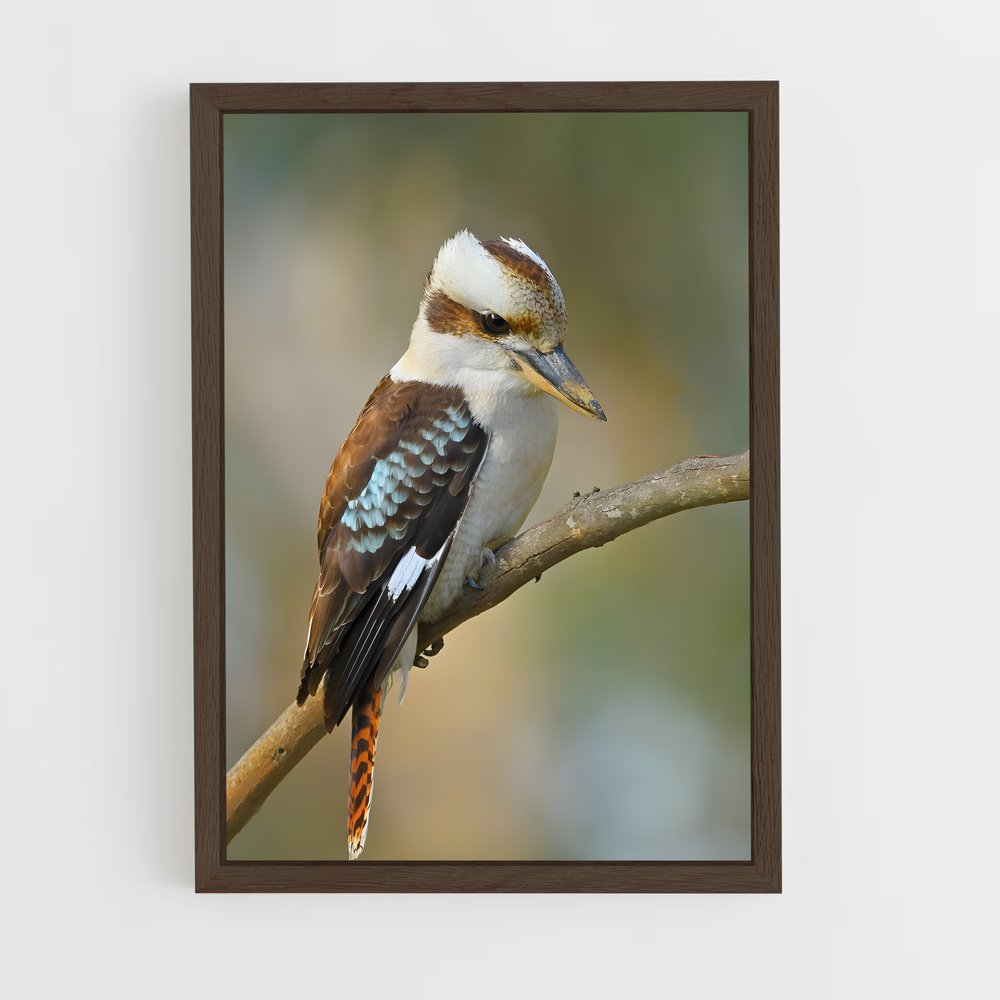 ap-kookaburra-9 cadre Bois foncé
