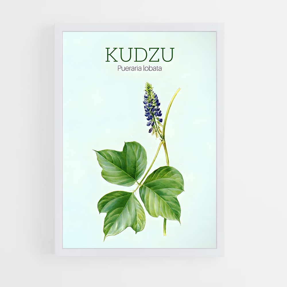 ap-kudzu-5 cadre Blanc