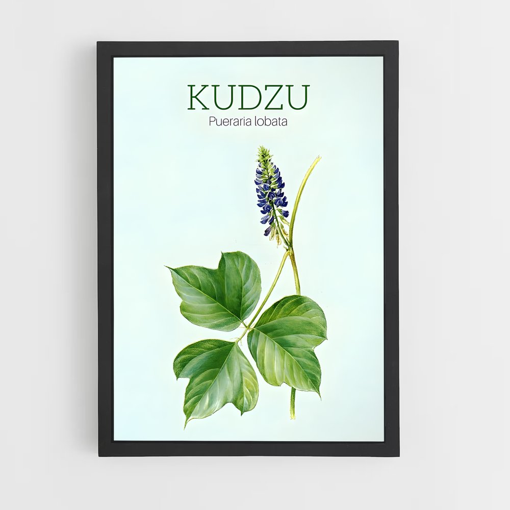 ap-kudzu-5 cadre Noir